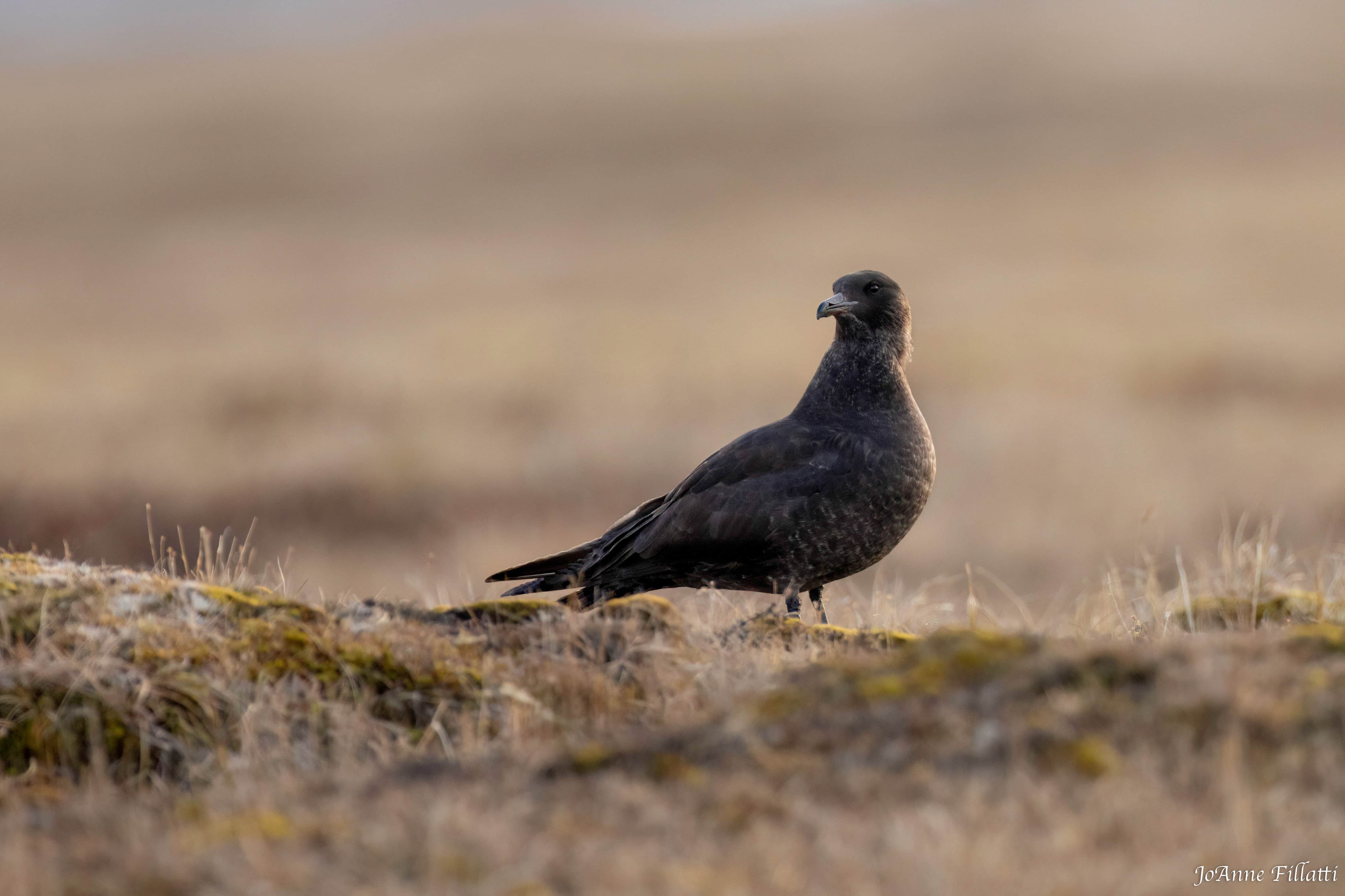 bird of Utqiagvik image 23